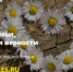 «ПосадиЛес» во имя семьи, любви и верности Накануне Дня семьи, любви и верности проект «ПосадиЛес» запустил акцию «Лес во имя любви». Всем желающим предлагается совершить красивое, символичное и экологичное действие - посадить деревья через сервис Posadil - Бессоновский район